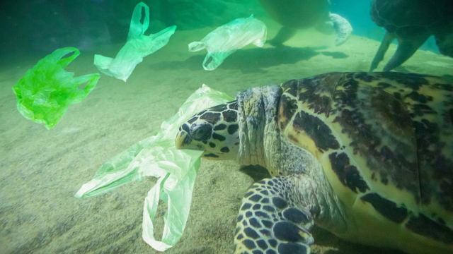 plastic bags ocean